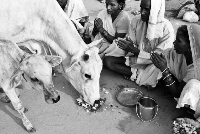 Lembu India