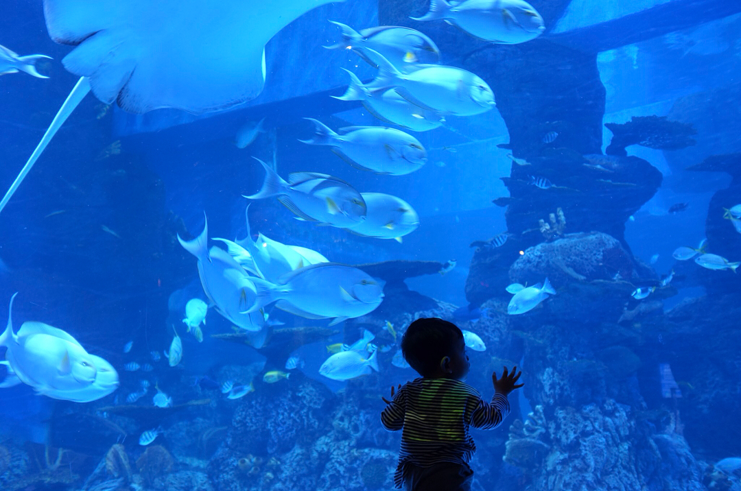 Jakarta Aquarium Pinhome