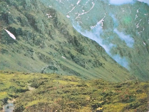 Anggrek kerdil Himalaya