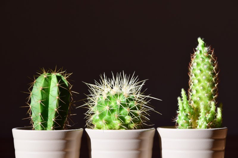 cara menanam kaktus mini