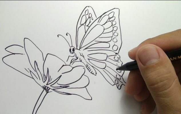 Sketsa Gambar Kupu - kupu