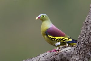 jenis burung punai di Indonesia