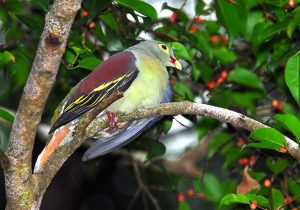 jenis burung punai di Indonesia