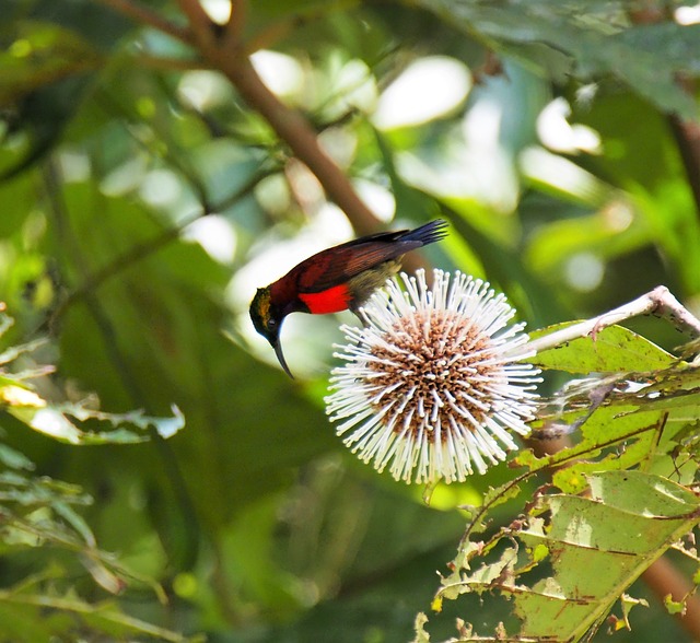 kolibri sepah raja