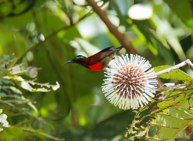 kolibri sepah raja