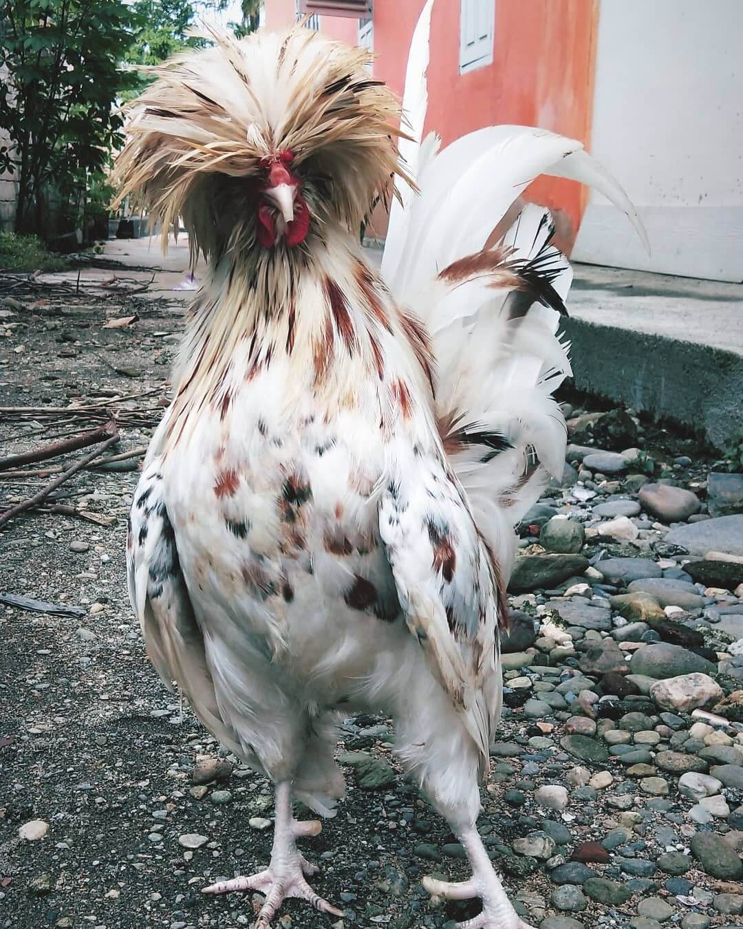 Ciri Ciri Ayam Poland (1)