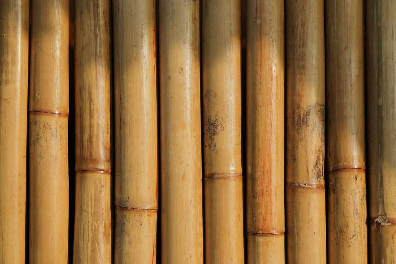 3 Jenis Bambu untuk Bahan Bangunan