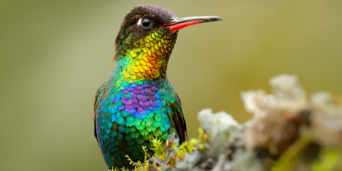cara mengatasi kolibri nyilet