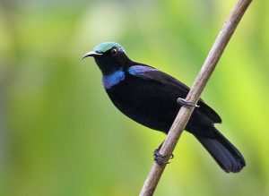 kolibri hitam
