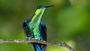 kolibri hitam