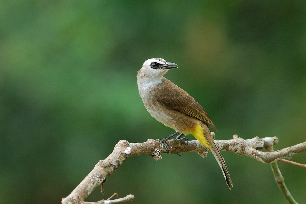 Cara Menjinakan Burung Trucukan Hasil Tangkapan Alam - Pinhome