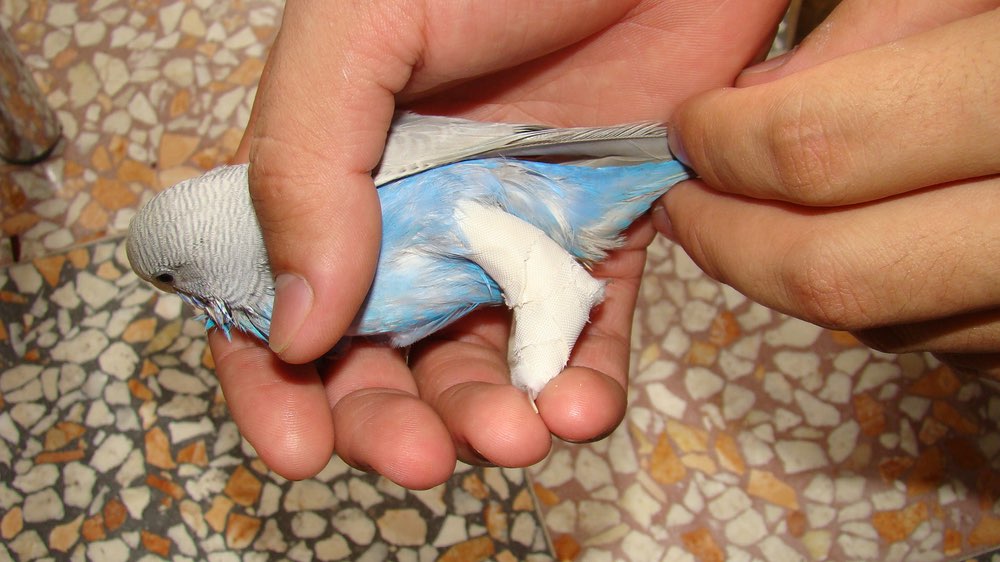 cara mengobati kaki burung yang patah