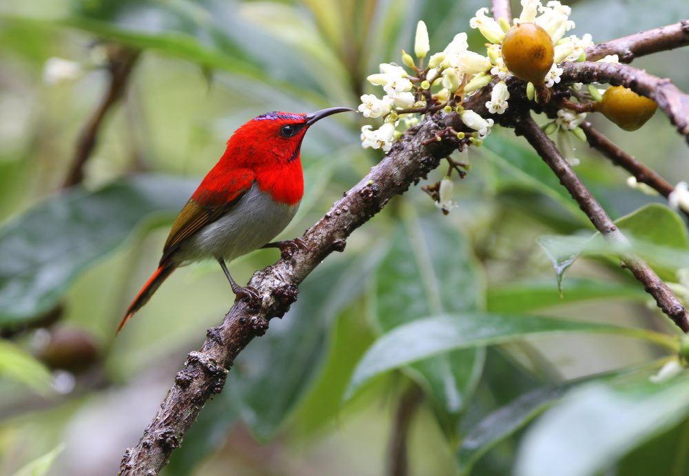burung kolibri ekor merah