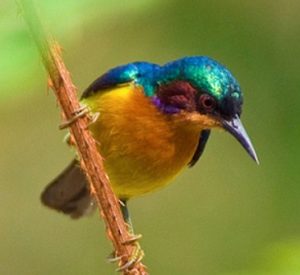 suara kolibri wulung gacor