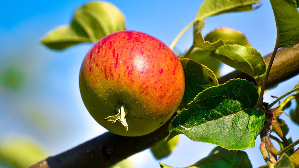 Kandungan dan manfaat apel untuk lovebird