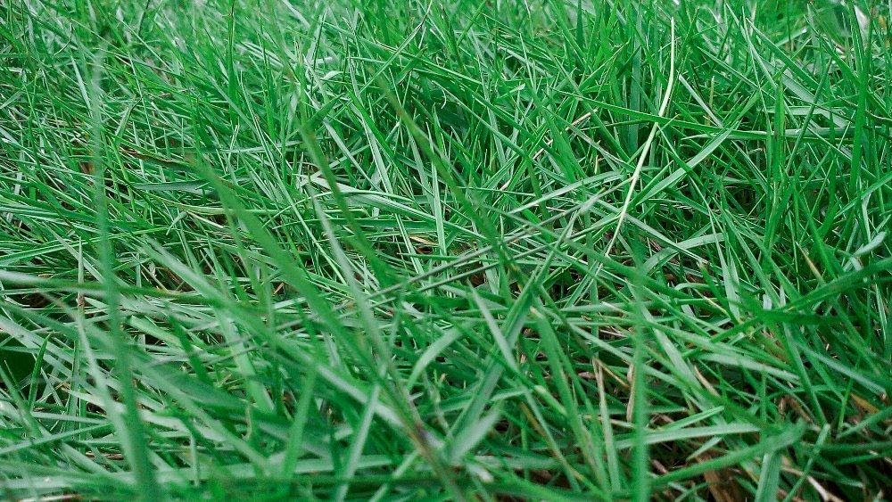 Mengenal Jenis Rumput Hias  Supaya Taman Rumah Semakin Kece