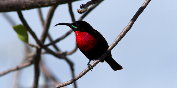 mengenal kolibri leher merah