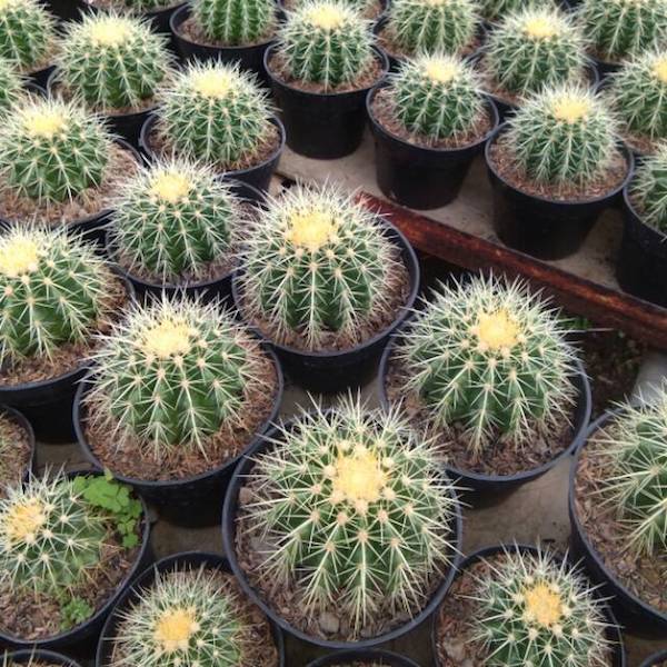 jenis kaktus