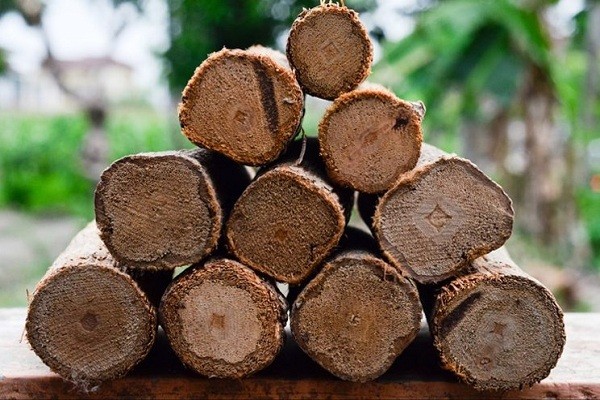 manfaat kayu bajakah Kalimantan