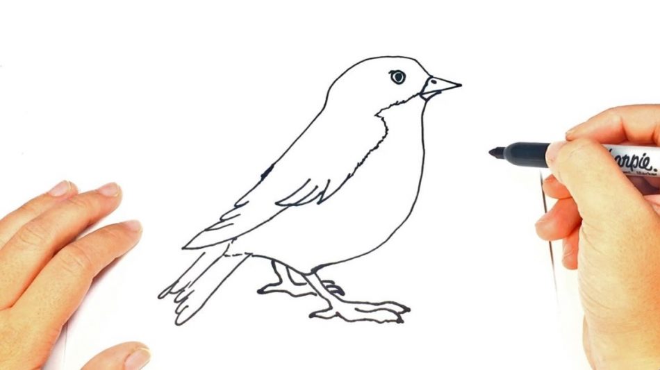 41 Sketsa Gambar Binatang Burung Gratis