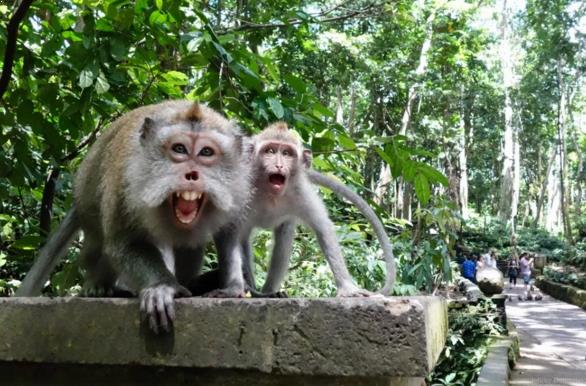 Gambar Hutan Monyet Pusuk