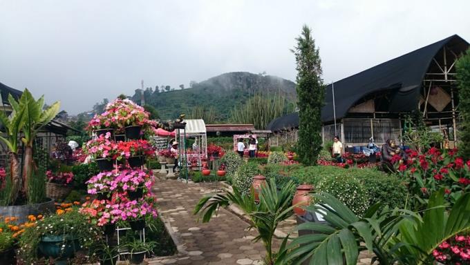 Gambar Taman Begonia Lembang bandung
