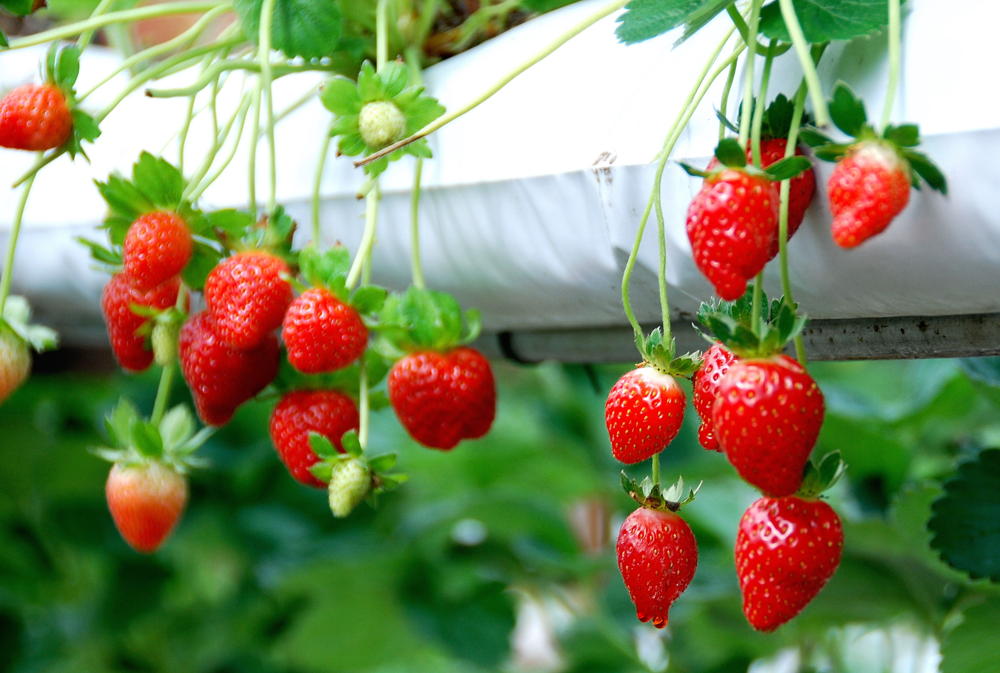 kebun strawberry emte highland resort bandung jawa barat
