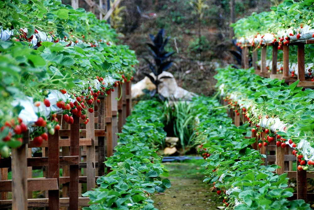 kebun strawberry cihanjuang bandung