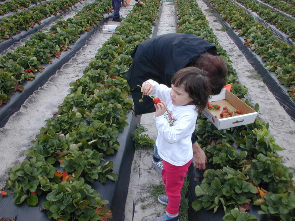 kebun strawberry di bandung selatan