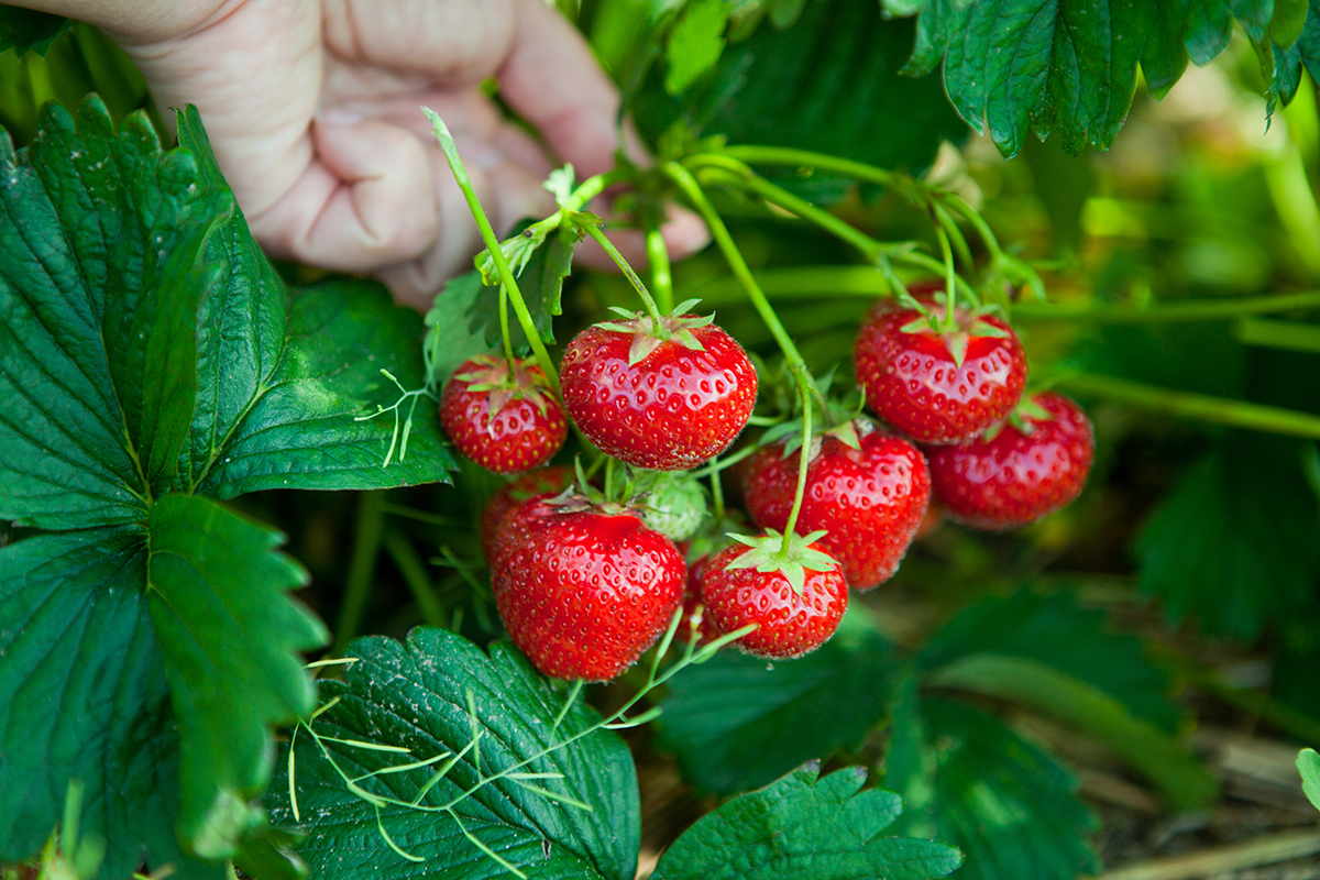 tempat wisata kebun strawberry di bandung
