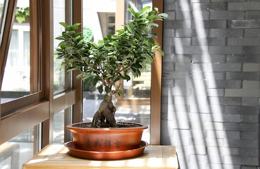apa itu bonsai