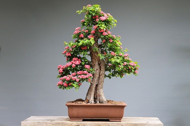 model bonsai lantana