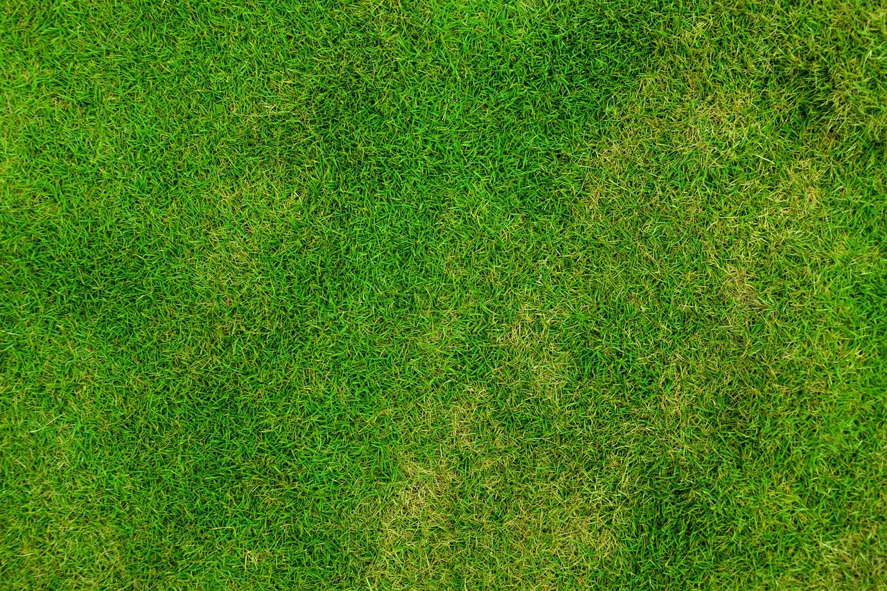 grass, lawn, field-84622.jpg