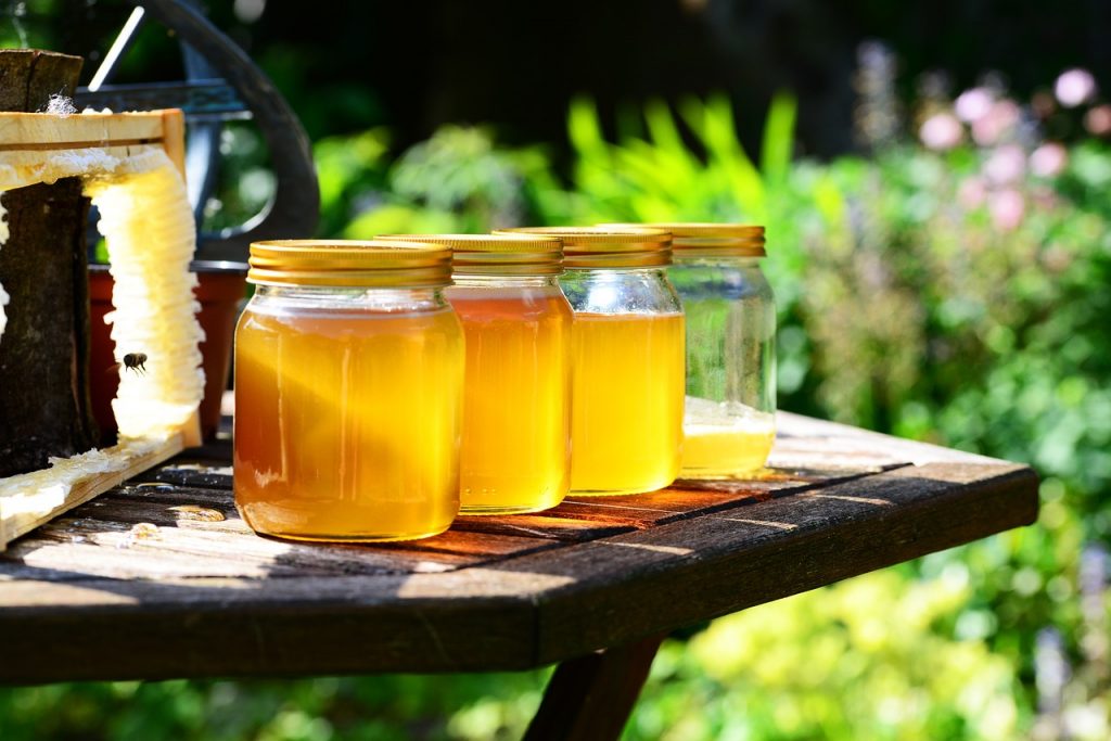 manfaat madu untuk burung kicau