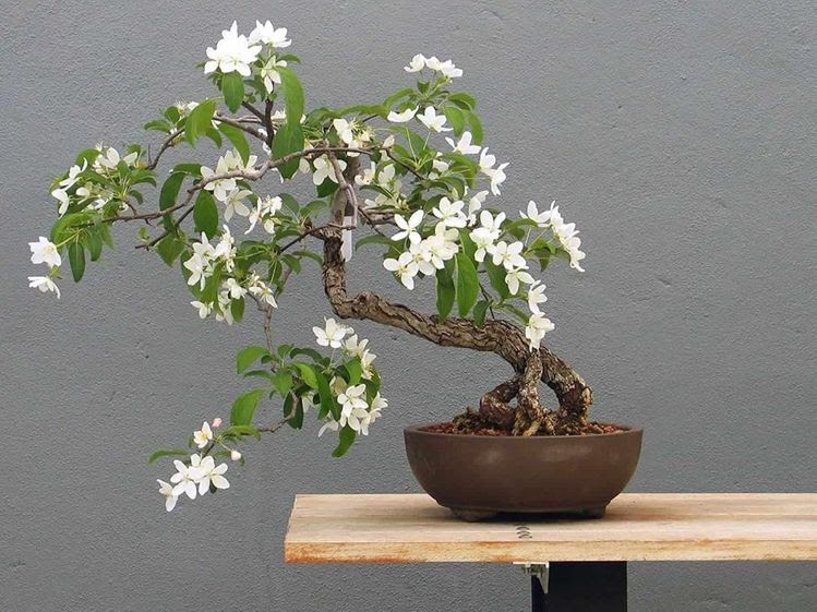 bonsai kemuning