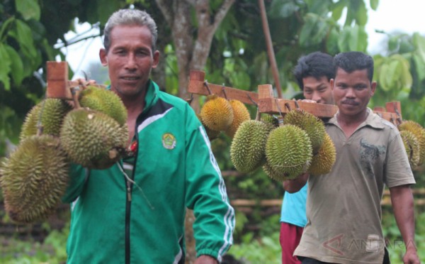 cara emananm bibit durian musang king