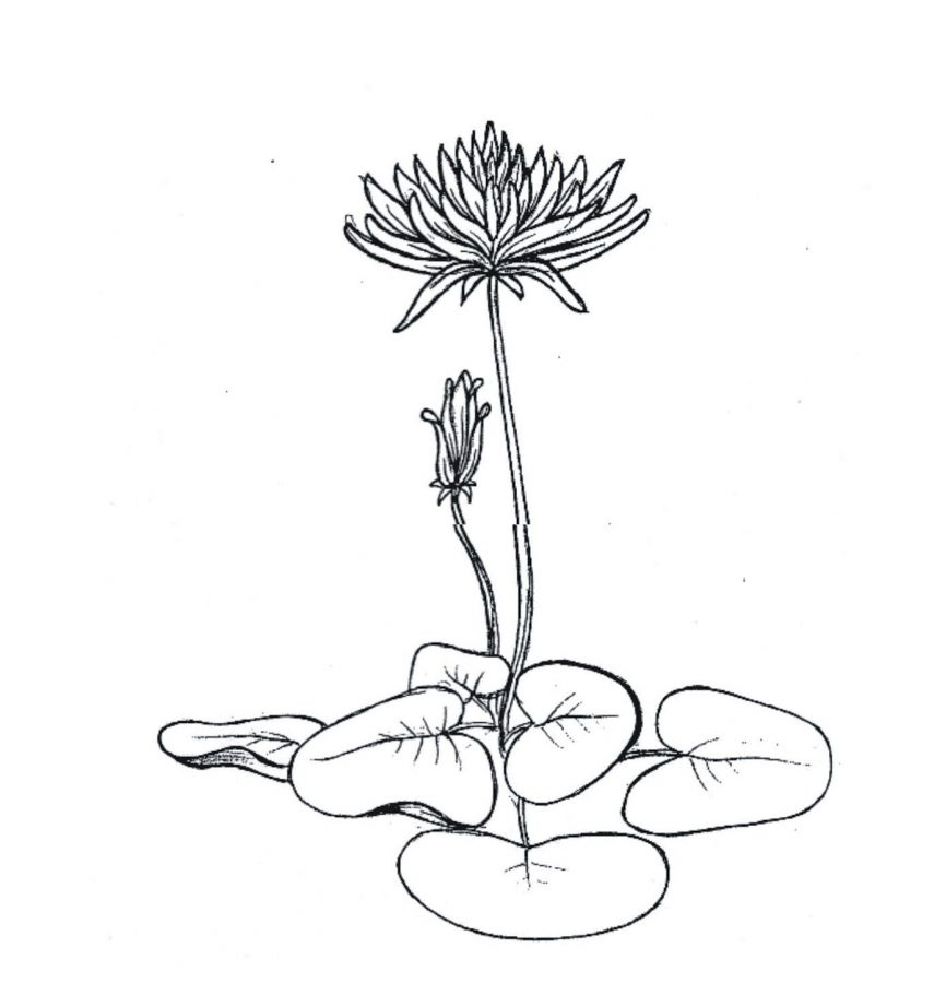 gambar sketsa bunga