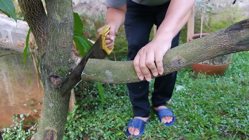 cara perawatan pohon mangga