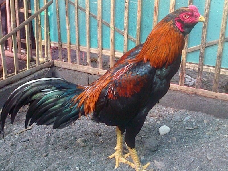 Gambar-Ayam-Pakhoy-Murni