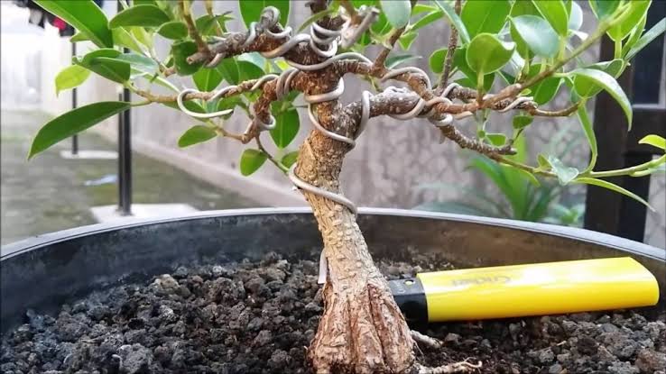cara bikin bonsai kelapa