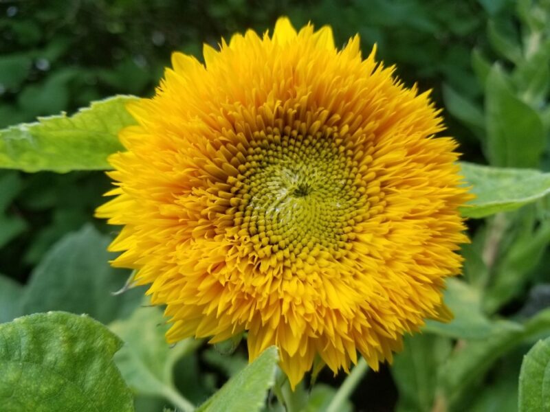cara menanam dan merawat bunga matahari