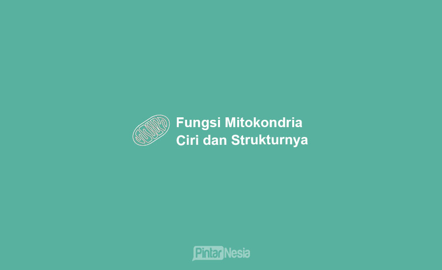 mitokondria fungsi