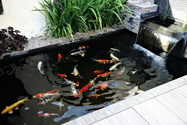 biaya pembuatan kolam ikan minimalis