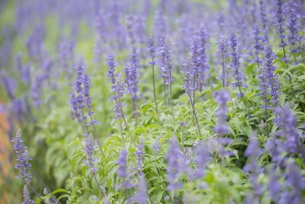 Lavender menjadi salah satu tanaman yang cocok di depan rumah.