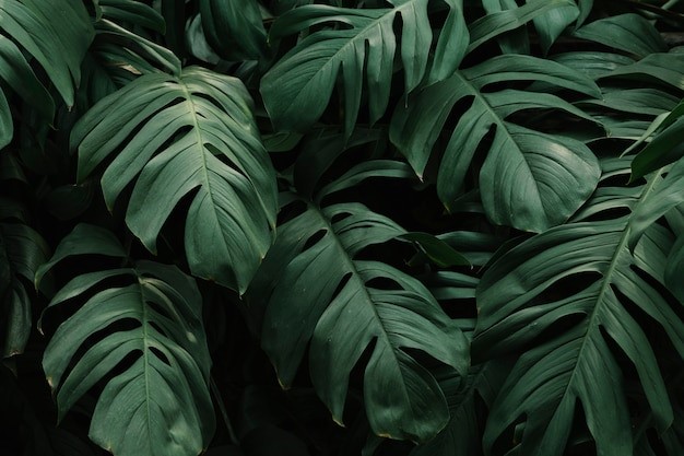 Philodendron merupakan salah satu tanaman perdu. 
