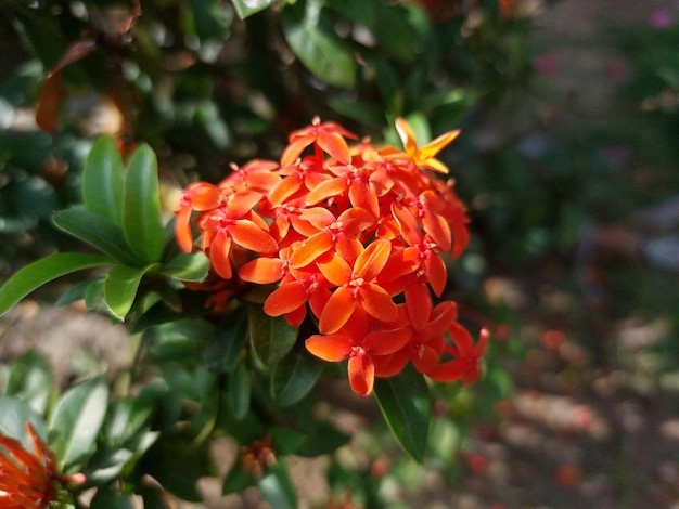 Bunga Soka jadi pilihan tanaman perdu untuk di depan rumah. 