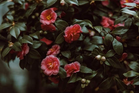 Bunga Kamelia menjadi salah satu favorit untuk tanaman perdu. 