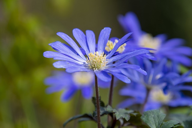 bunga biru