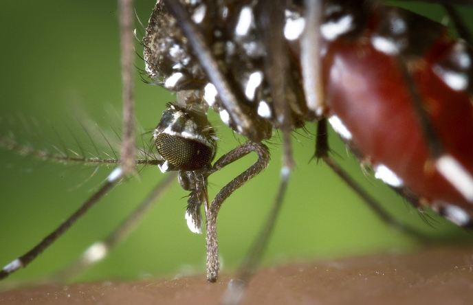Manfaat Bunga Tahi Ayam Mengusir Nyamuk Aedes Aegypti