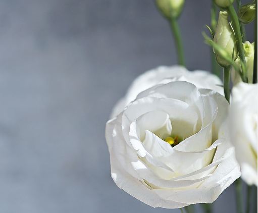 bunga lisianthus putih